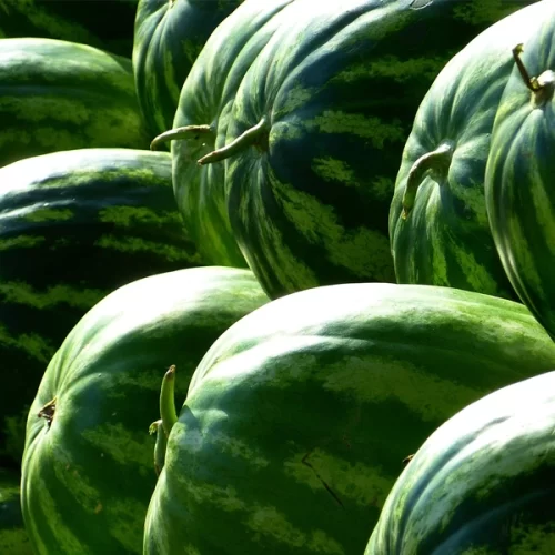 MELANCIA/CEPEA: Demanda enfraquecida e maior oferta pressionam cotações