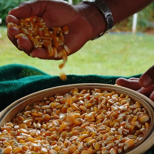 Milho 1ª safra, soja e café impulsionam previsões para safra 25/26 no Estado de São Paulo