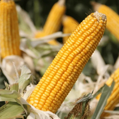 Mapa amplia Zarc Níveis de Manejo e eleva subvenção do seguro rural para até 50%