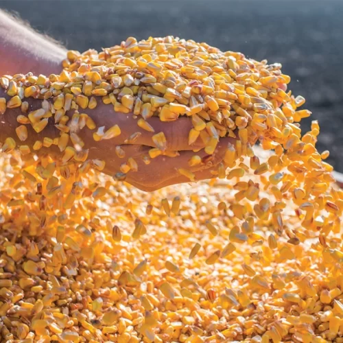 MILHO/CEPEA: Vendedores firmes sustentam alta nos preços