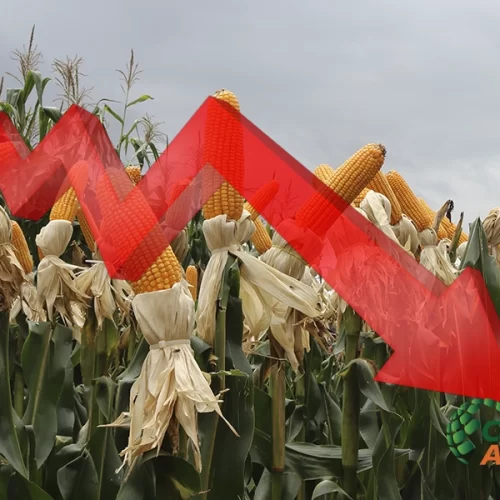MILHO/CEPEA: Demanda segue fraca, e Indicador recua 9% em abril