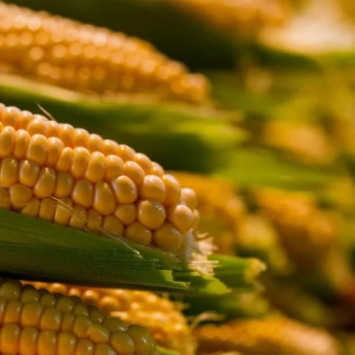 Mapa continua fortalecendo o agro paranaense com novas entregas de máquinas agrícolas pelo Promaq