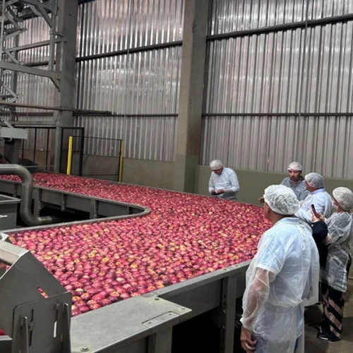 Missão internacional avança na abertura do mercado cubano para frutas brasileiras