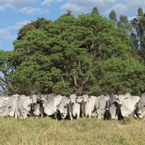 Agro-Pecuária CFM faturou R$ 3,63 milhões com a venda de 346 touros Nelore em leilão virtual