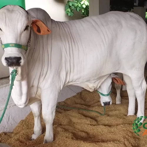 Nelore é a grande estrela dos julgamentos da Etapa Corte da 62ª EXPO Rio Preto