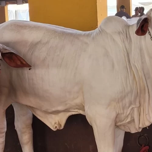 Zé Neto apresenta pela primeira vez a raça Nelore Joy na 62ª EXPO