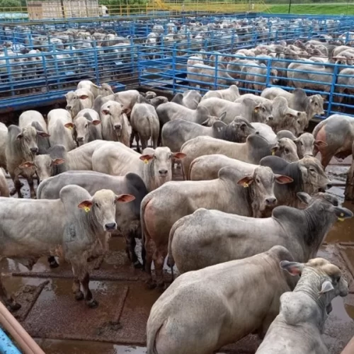 ACNB divulga resultados da etapa de Naviraí (MS) do Circuito Nelore de Qualidade; confira