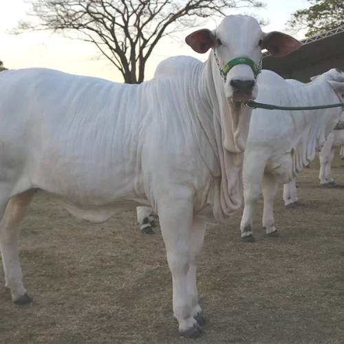 Etapa Ouro do Nelore reúne recorde de animais em São José do Rio Preto