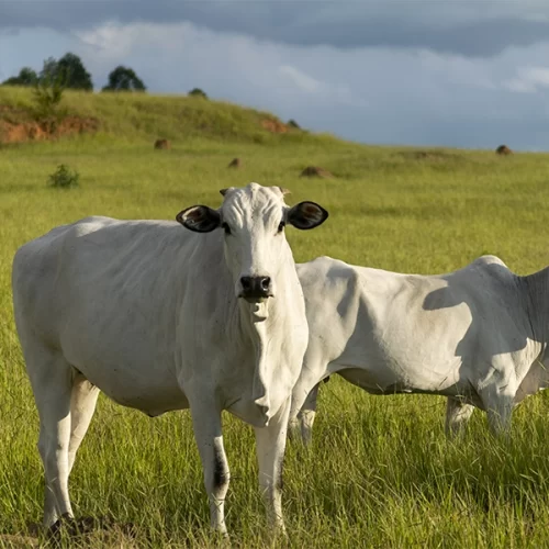 Inteligência artificial simplifica gestão da pecuária de corte