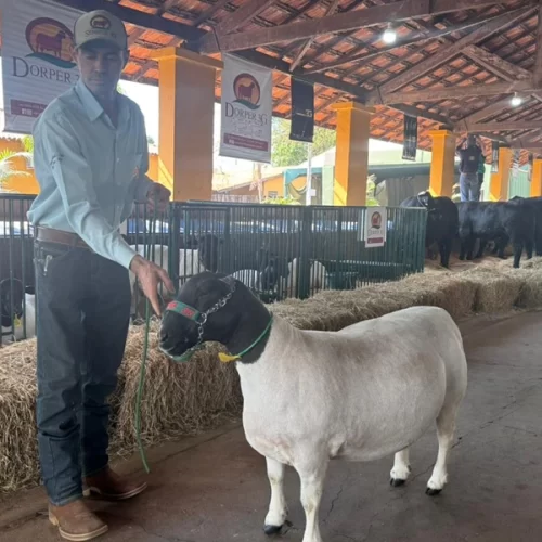Leilão inédito de ovinos movimenta a Expo Rio Preto