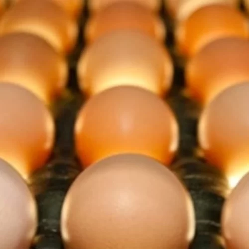 OVOS/CEPEA: Preços são os menores para dezembro desde 2022