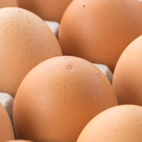 Exportações de ovos totalizam 40,9 mil toneladas e batem recorde histórico em 2025