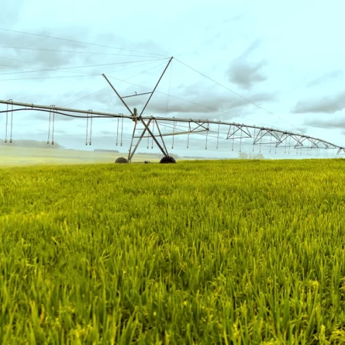 Setor da irrigação impulsiona o desenvolvimento de diferentes indústrias no Brasil