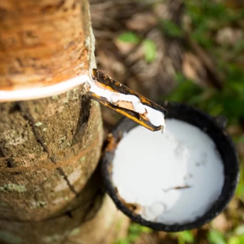 Preço de referência de importação da borracha natural sobe em janeiro e chega a R$ 13,91/kg