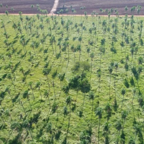 Produtores rurais paulistas podem gerar renda por meio da regularização ambiental