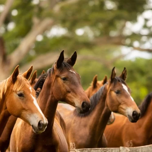 Parceria entre Agricultura e Segurança Pública fortalece policiamento com doação de cavalos