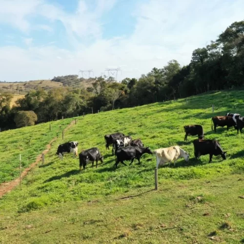 CATI relança programa CATI Leite e promove eventos técnicos de Cacau e Frutas Vermelhas na Expo Rio Preto e Intertech 2025