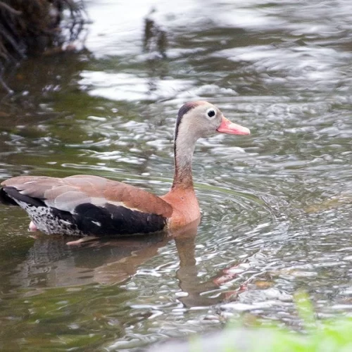 Influenza Aviária: Governo de SP reforça orientações à população