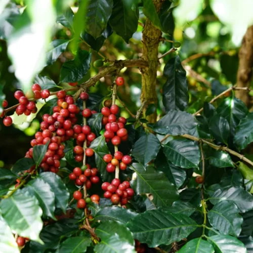 Mapa publica aviso de credenciamento para contratação de recursos do Funcafé