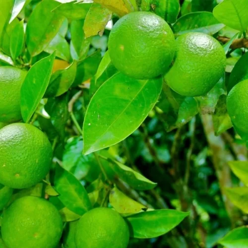 Citricultura – Prazo para entregar relatório Cancro/Greening referente ao primeiro semestre encerra dia 15 de julho