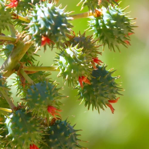 Valor Bruto da Produção do agro alcançou R$ 1,406 trilhão em agosto