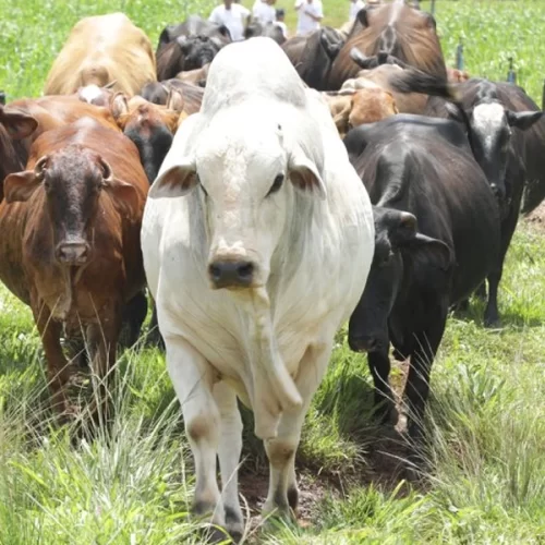 Faesp destaca papel do produtor na transição para uma pecuária ainda mais sustentável