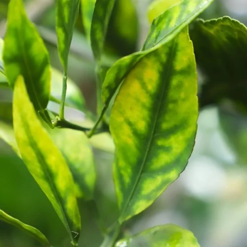 Citricultura – Secretaria de Agricultura intensifica combate ao greening em SP com novas resoluções