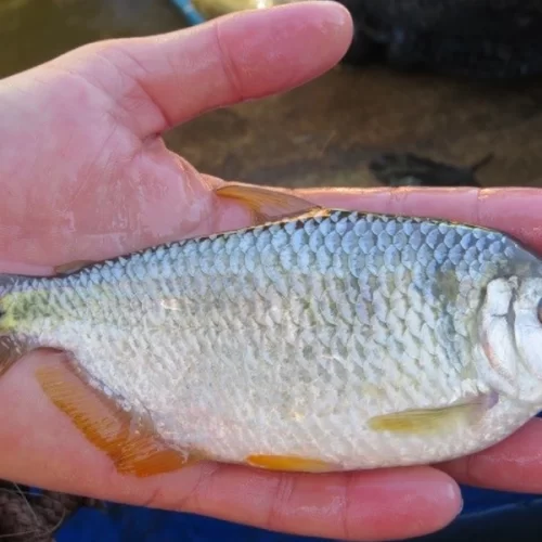  “O bê-á-bá da Aquicultura” reúne especialistas na Apta Regional de Pindamonhangaba