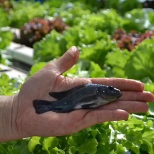 Instituto de Pesca integra projeto inovador para transformar resíduos da aquicultura em bioinsumos