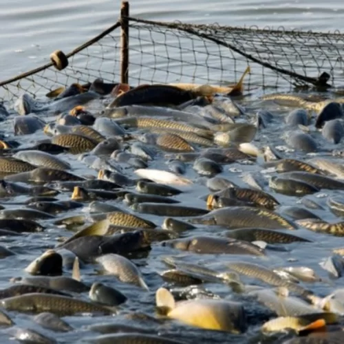 Consumo de responsável de pescado foi tema de debate em seminário do Instituto de Economia Agrícola