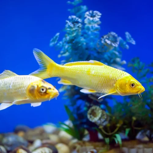 Abertura de mercado no Uruguai para exportação de peixes ornamentais