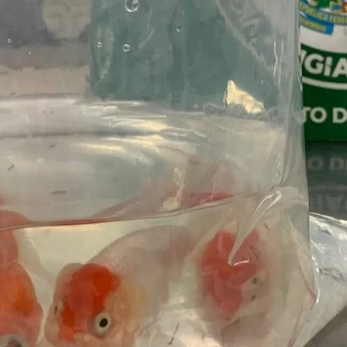 Passageiro tenta entrar no país com peixes ornamentais escondidos em bagagem