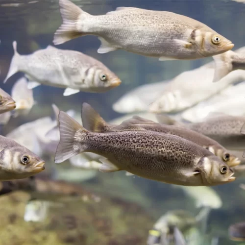 Produtores de peixe buscam alternativas contra mortandade na piscicultura