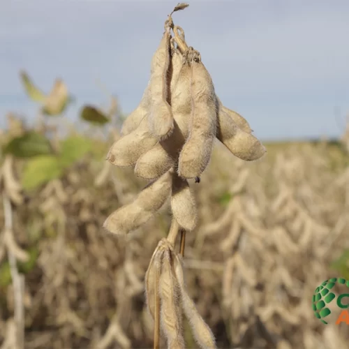 SOJA/CEPEA: Colheita se intensifica, e liquidez aumenta no Brasil