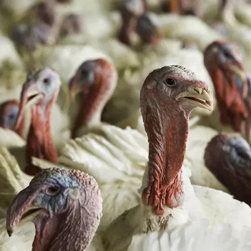 Gripe aviária volta a avançar nos EUA às vésperas das festas de fim de ano