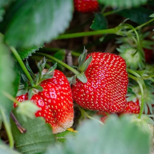 Com frutas adaptadas ao clima tropical, Korin Alimentos entra no mercado de ultracongelados