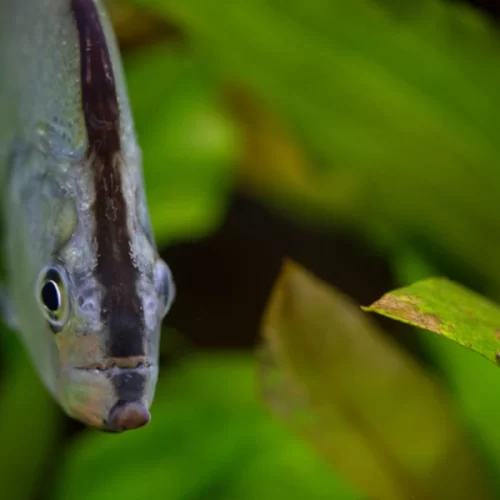 Abertura de mercado na Austrália para exportação de pescados