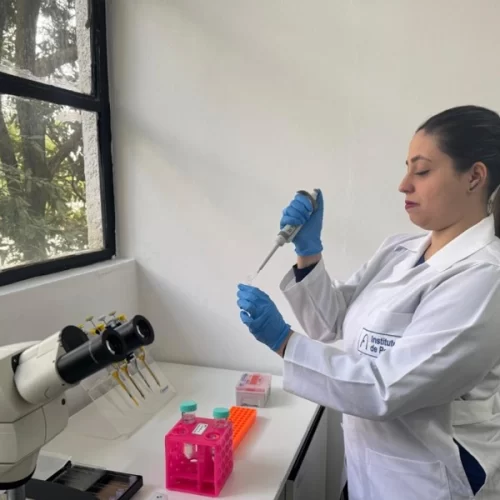 Estudo do Instituto de Pesca revela que baixas temperaturas aumentam risco de infecção viral em alevinos de tilápia