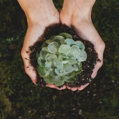 Mapa institui Programa de Projetos Sustentáveis dentro do Plano ABC+