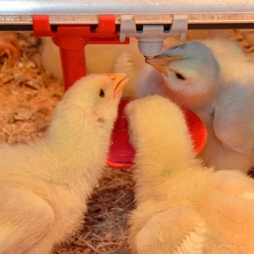 Altas temperaturas influenciam desempenho das aves. Manejo adequado ajuda a manter a produtividade, alerta especialista