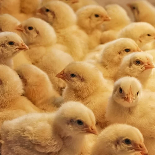 Abertura de mercado para material genético avícola em Moçambique