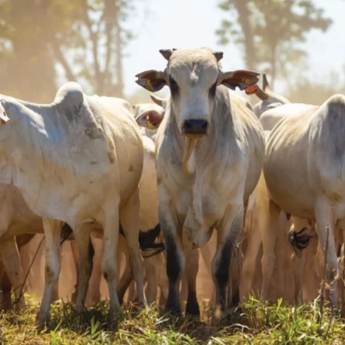 Faesp orienta sindicatos rurais e produtores sobre o Plano Nacional de Identificação Individual de Bovinos e Búfalos
