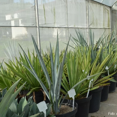 Brasil investe em pesquisa com planta da tequila para produção de etanol