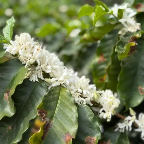 Segunda florada do ano colore o cafezal do Instituto Biológico e atrai polinizadores