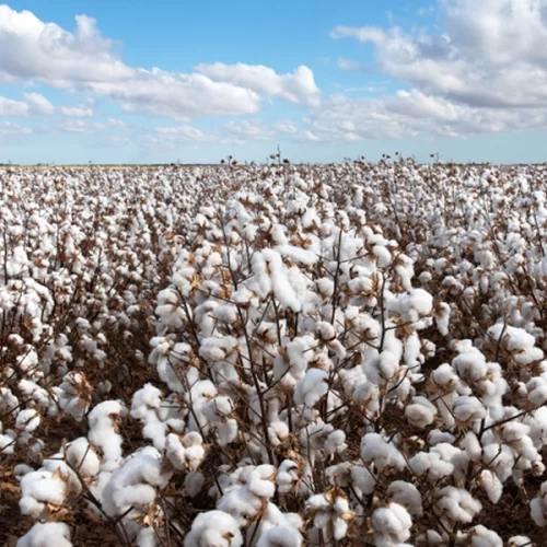 ALGODÃO/CEPEA: Preço interno se mantém firme; exportações estão intensas