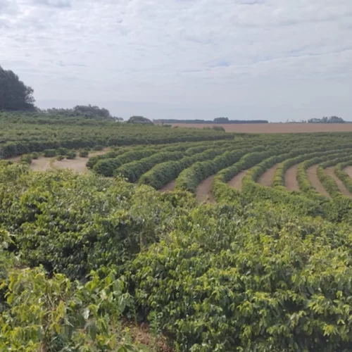 Café de Torrinha, em São Paulo, conquista indicação geográfica