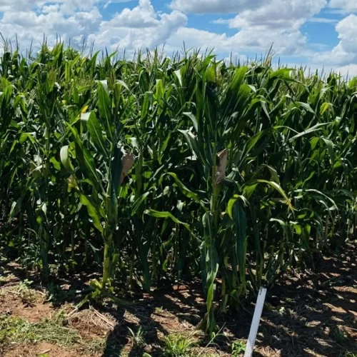 Dia de campo da Apta Regional de Andradina destaca inovações em cultivo de soja, milho e sorgo