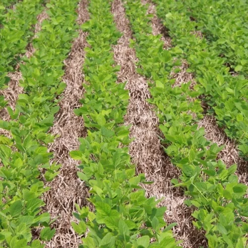 Manejo sustentável impulsiona subvenção do seguro rural para até 35% na soja