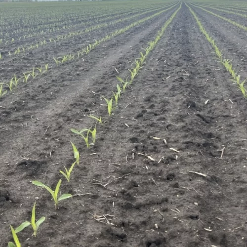 MILHO/CEPEA: Produtor segue focado na semeadura; demanda está pontual