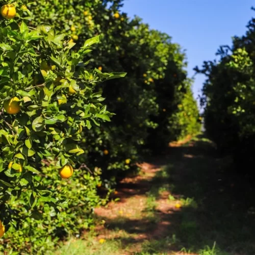 Sanidade Vegetal – Após publicação de Portaria, Programa Nacional de Controle do Greening passa a ter novos critérios